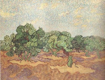Vincent Van Gogh Olive Grove:Pale Blue Sky (nn04) Norge oil painting art